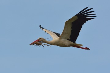 White Stork in Flight