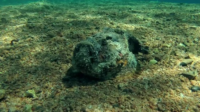 Stonefish lies on sandy bottom, Red sea, Dahab, Sinai Peninsula, Egypt  

