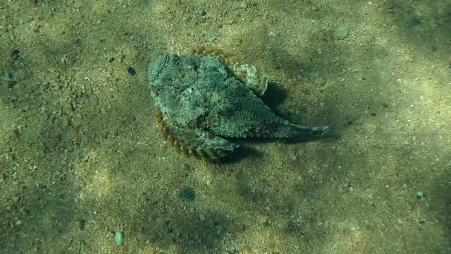 Stonefish swim over the sandy bottom, Red sea, Dahab, Sinai Peninsula, Egypt  
