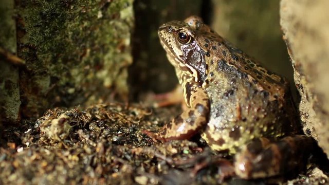 A big wet frog hides close up dolly shot