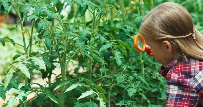 Girl looking through magnifying glass at flower tomatoes in the garden