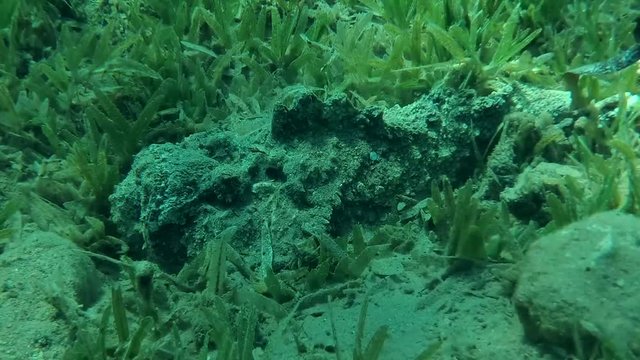 Stonefish lies on the green seagrass, Red sea, Dahab, Sinai Peninsula, Egypt  
