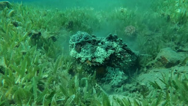 Stonefish (Synanceia verrucosa) hides into sand on the green seagrass, Red sea, Dahab, Sinai Peninsula, Egypt  
