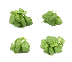 Pile of basil leaves isolated