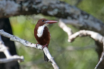 Braunliest (Halcyon smyrnensis) - White-throated kingfisher