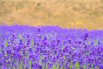 Fototapeta premium Depth of field shot of beatiful lavender in the farm, New Zealand