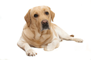 cute dog breed labrador isolated