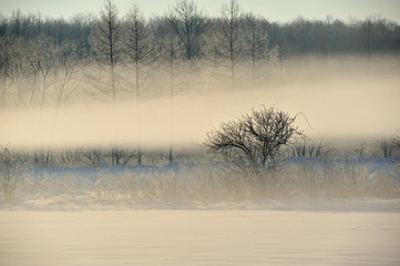 十勝平野の霧氷　樹氷　更別村