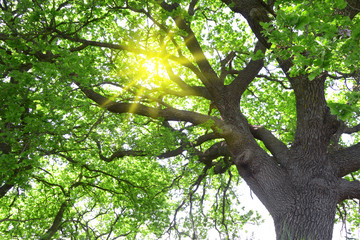 Explosion of light breaking through the oak leaves 