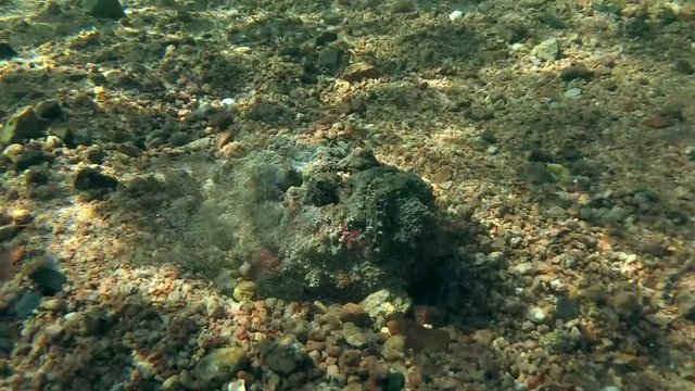 Stonefish (Synanceia verrucosa) hides into sand, Red sea, Dahab, Sinai Peninsula, Egypt  
