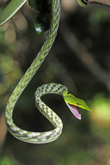 Naklejka premium Baumschnueffler (Ahaetulla nasuta) - Green vine snake / Sri Lanka