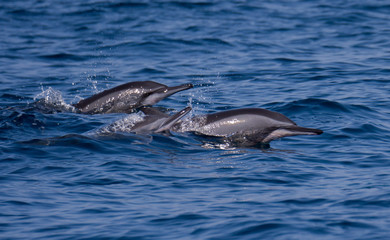 Dolphins off the coast of Oman 