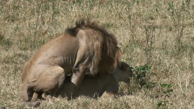 two lions copulating