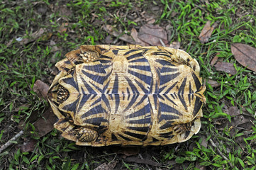 Fototapeta premium Sternschildkröte (Geochelone elegans) - Indian star tortoise / Sri Lanka