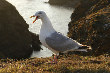 Mouettes Belle île en mer Bretagne 3