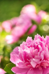 Rosa Pfingstrose am Pfingstrosenstrauch, Strauchpfingstrosen mit Textfreiraum