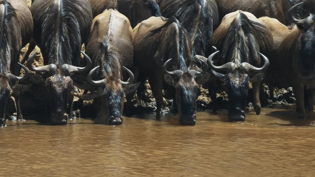 tilt up shot of wildebeest drinking from the mara river in masai mara game reserve, kenya