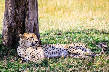Cheetah 