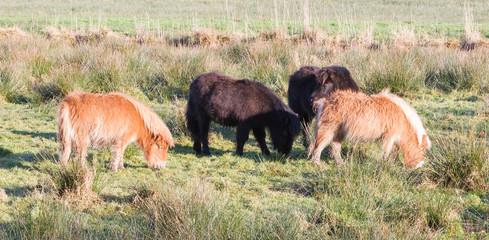 Shetlandpony in the Netherlands