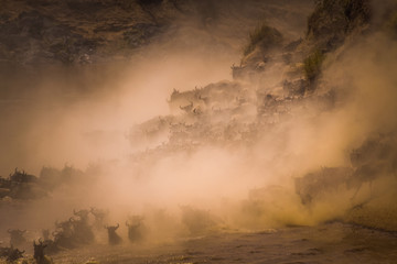 Obraz premium Widebeest Crossing over to Kenya from Tanzania 3