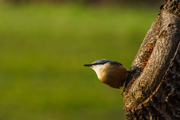 Nuthatch (Sitta Europaea).