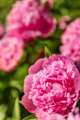Viele rosa Pfingstrosen am Strauch, Blüten der Paeonia
