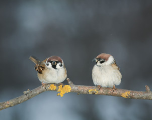 a pair of lovers of birds sitting on a branch in the garden