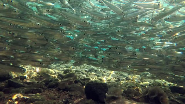 Big school of small fish in Red sea, Dahab, Sinai Peninsula, Egypt  
