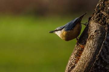 Nuthatch (Sitta Europaea).
