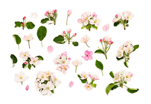 Flowers apple tree on a white background. Top view, flat lay