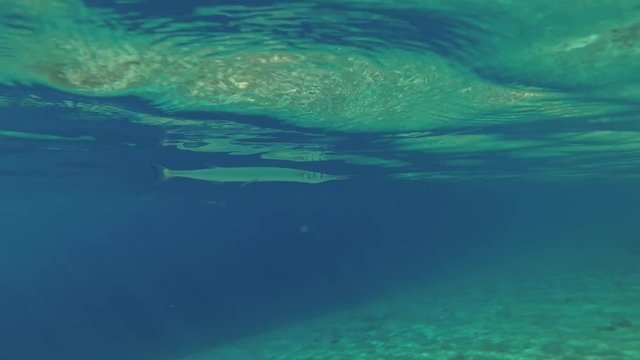 needlefish floats under the surface of water, Red sea, Dahab, Sinai Peninsula, Egypt  
