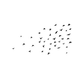 flock of flying birds vector illustration