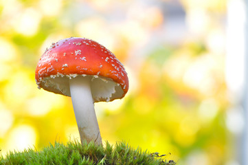Amanita muscaria, Fly Agaric in moss in forest. Magic mushrooms background