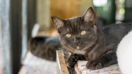 Dark gray cat lying near a window.