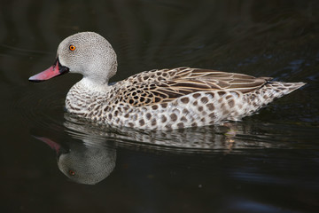 Cape teal (Anas capensis)