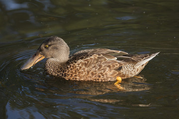 Northern shoveler (Anas clypeata)
