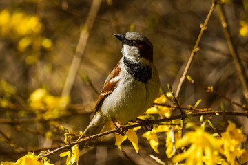 Sparrow (Passer Domesticus).