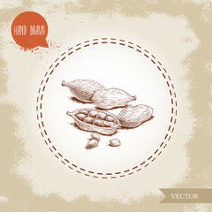 Hand drawn sketch style cardamom pods open and closed  with little seeds. Natural herbs and spice on old looking background. Vector coriander illustration.