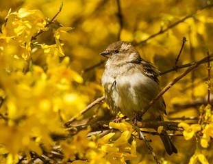 Sparrow (Passer Domesticus).