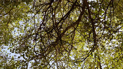 flying roots 