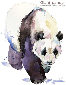 Giant Panda Watercolor Illustration