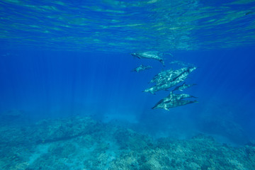 Fototapeta na wymiar Spinner Dolphins