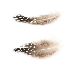 Decorational feather isolated