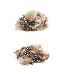 Decorational feathers isolated