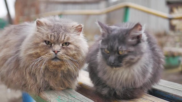 Cute street cats with funny faces sitting on a bench.