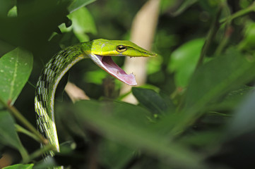 Obraz premium Baumschnüffler (Ahaetulla nasuta) - Green vine snake / Sri Lanka
