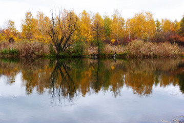 Line of yellow birches forest on the opposite side of the river bank with reeds along reflecting in water, cloudy autumn sky