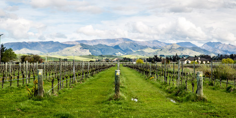 Fototapeta na wymiar New Zealand vineyard