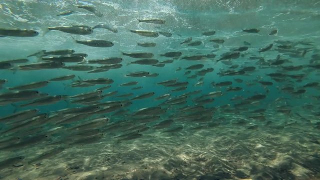 Big school of fish floats in a storm wave, Red sea, Dahab, Sinai Peninsula, Egypt  
