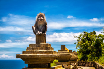 monkey-alpha guards territory